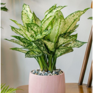 Aglaonema