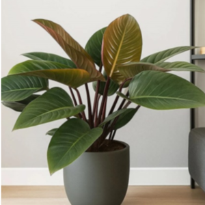 Philodendron Congo Rojo (Red Congo Live Indoor Plant)