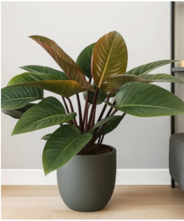 Philodendron Congo Rojo Philodendron Congo Rojo (Red Congo Live Indoor Plant)