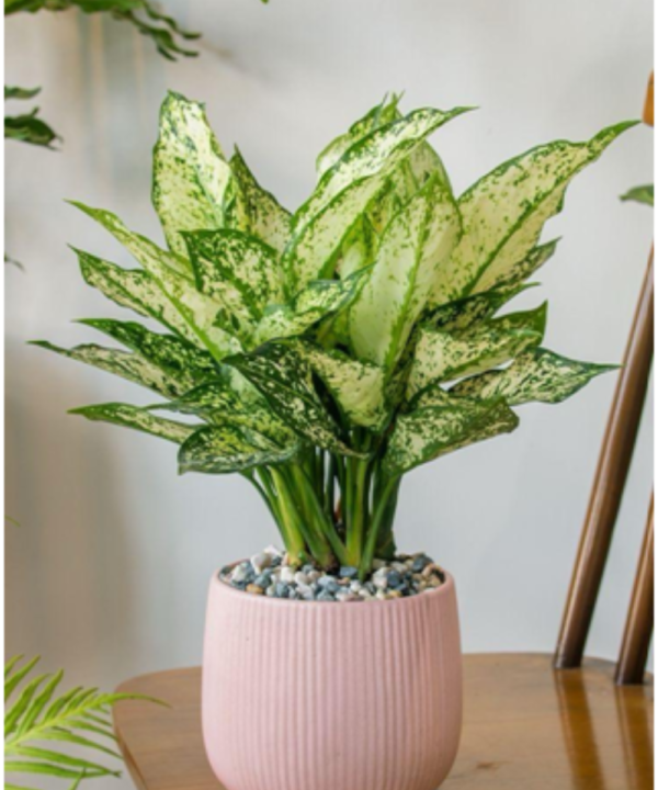Aglaonema Aglaonema