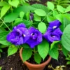 Aparajita Plant (Clitoria ternatea)
