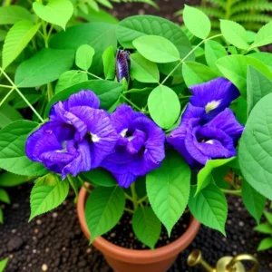 aparajita-butterfly-pea-plant-1-greenursery-enriched-2-original-imagy5h3vtgkuedc Aparajita Plant (Clitoria ternatea)
