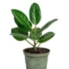 Banyan / Vat Vriksha (Ficus benghalensis)