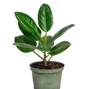 ficus-benghalensis-banyan-plant-5214d258-2993-4ce1-8288-6b8769ecfd57 Banyan / Vat Vriksha (Ficus benghalensis)