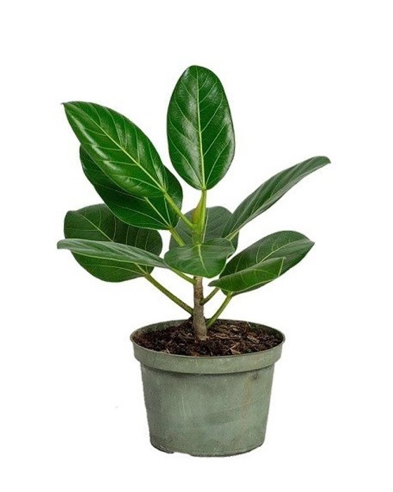 Banyan / Vat Vriksha (Ficus benghalensis)