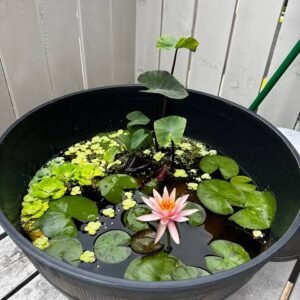 images (2) Lotus Plant (Nelumbo nucifera)