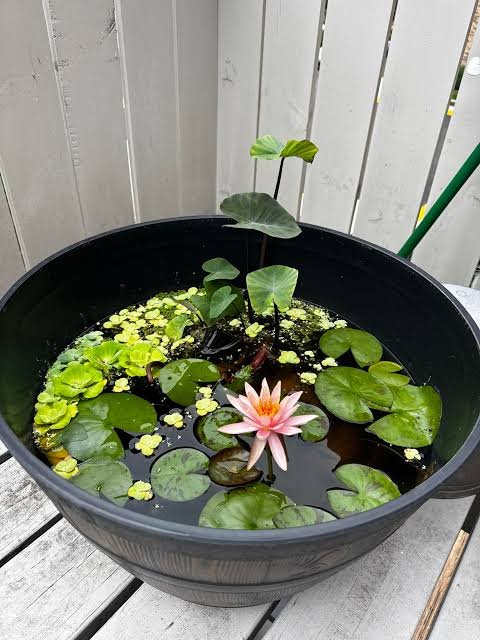 Lotus Plant (Nelumbo nucifera)