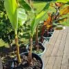 images (4) Banana Plant (Musa paradisiaca)