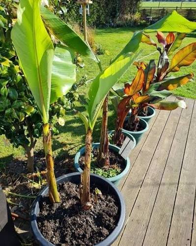 images (4) Banana Plant (Musa paradisiaca)