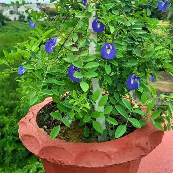 Aparajita Plant (Clitoria ternatea)