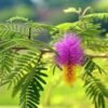 images (6) Shami Plant (Prosopis cineraria)