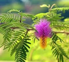 images (6) Shami Plant (Prosopis cineraria)