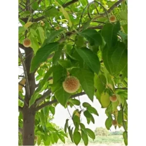 kadam-tree-1738309174_7835870_2352538 Kadamba Plant (Neolamarckia cadamba)