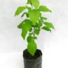 lxdpf_512 Bael Plant (Aegle marmelos)