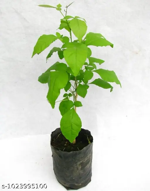 lxdpf_512 Bael Plant (Aegle marmelos)