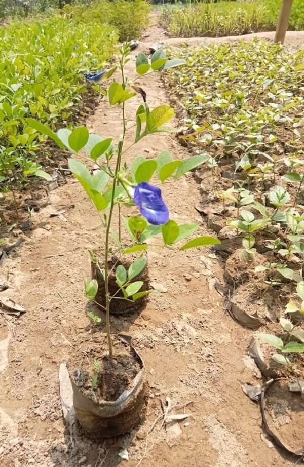 Aparajita Plant (Clitoria ternatea)