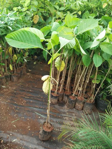 product-jpeg-500x500 (1) Kadamba Plant (Neolamarckia cadamba)